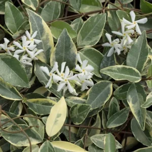 Set 2 Variegated Confederate Star Jasmine Plants White Jasmine Plants Jasmine Flowers Plants Jasmine Bush Plant Trachelospermum Jasminoides Plants 4 to 6 Inch Tall Size 4 Inch Pot