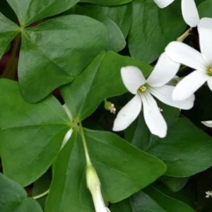 Shamrock Plant - 4" Pot - Green - Flowering Indoor Plant