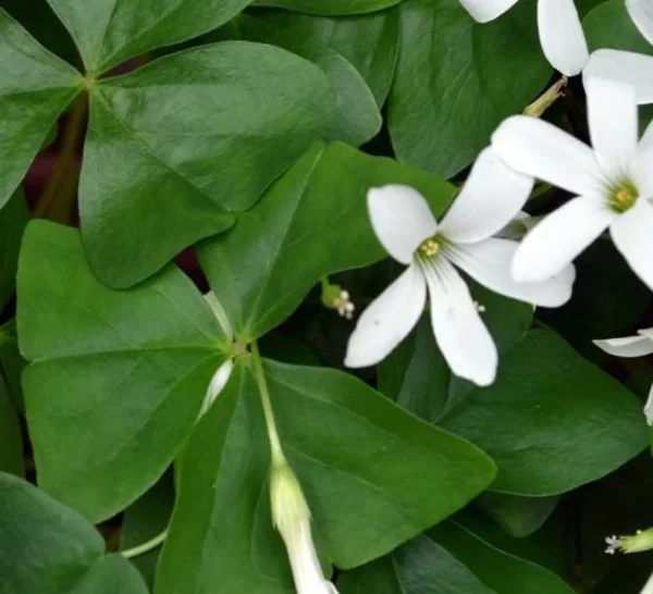 Shamrock Plant - 4" Pot - Green - Flowering Indoor Plant