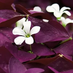 Shamrock Plant - 4" Pot - Purple - Flowering Indoor Plant