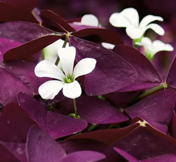 Shamrock Plant - 4" Pot - Purple - Flowering Indoor Plant