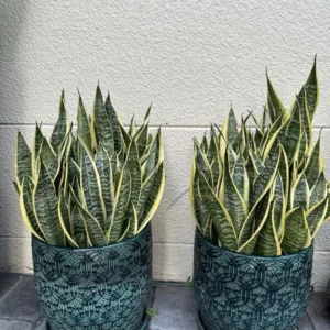 Snake Plant Mother-In-Law's Tongue Sansevieria Roots Ceylon Premium Live Plant