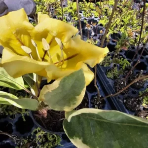 Solandra Maxima Variegated Chalice Vine Live Plant 10