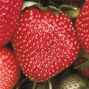 Sparkle Junebearing Strawberry Plants Lot of 25 Bareroot – High Yield, Disease-Resistant