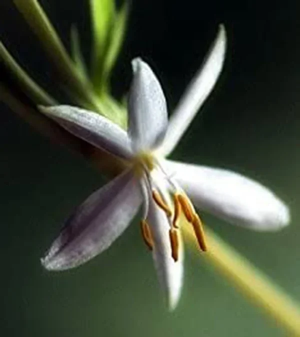 Spider Plant - 10" Height - 4" Pot - Pet-Friendly Houseplant