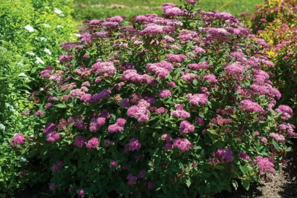 Spiraea Bumalda 'Ice Dragon' - Starter Plant - 7-10 Inch - Hardy Shrub