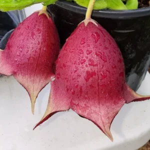 Stapelia Leendertziae - Maroon Cup Starfish Plant - 4