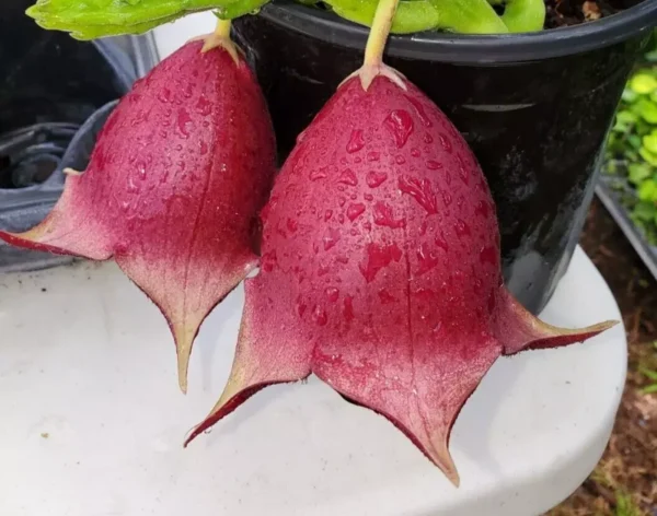 Stapelia Leendertziae - Maroon Cup Starfish Plant - 4" Pot - Flowering Succulent