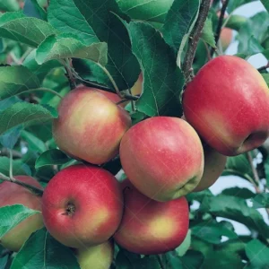 Stayman Winesap Apple Tree 3 Feet Tall Gallon - Tart-Sweet Apple for Baking & Cider