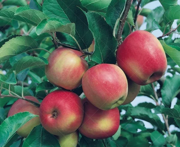 Stayman Winesap Apple Tree 3 Feet Tall Gallon - Tart-Sweet Apple for Baking & Cider