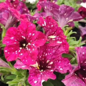 Strawberry Sky Petunias Live Plants - 4 Inch Red Flowers Trailing Plants