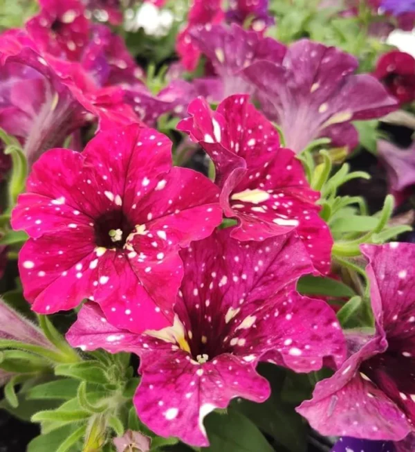 Strawberry Sky Petunias Live Plants - 4 Inch Red Flowers Trailing Plants