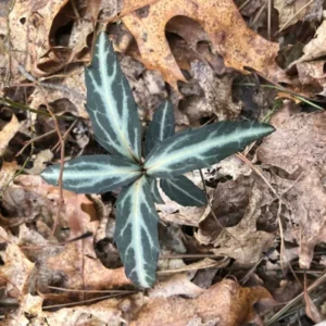 Striped Wintergreen Bare Root (Chimaphila maculata) - 5 Pack - Evergreen