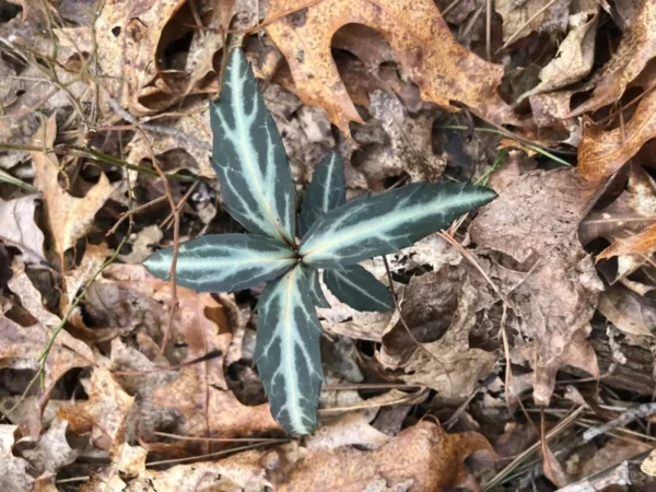 Striped Wintergreen Bare Root (Chimaphila maculata) - 5 Pack - Evergreen