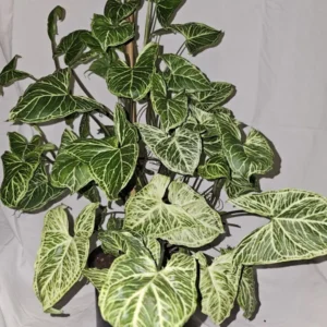 Syngonium Batik Arrowhead Vine Plant 4 Inch Pot - Easy Houseplant, Air-Purifying