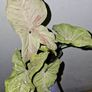 Syngonium Milk Confetti Live Plant - 4