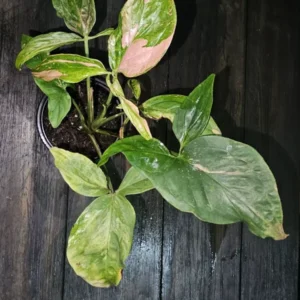 Syngonium Pink Splash Tricolor Live Plant - 4