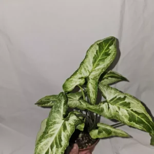 Syngonium Three Kings Variegated Houseplant - 4