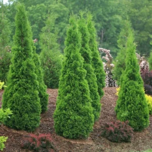 THUJA NORTH POLE - Starter Plant - 10-14 Inch - Hardy Evergreen