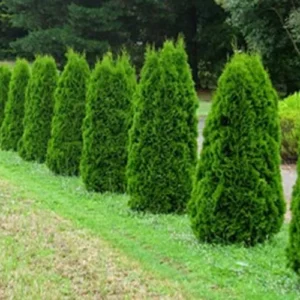 Thuja Occidentalis 'Smaragd' - American Arborvitae - 8-14 Inch Starter Plant