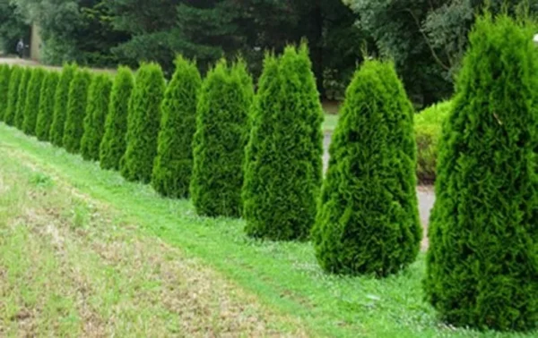 Thuja Occidentalis 'Smaragd' - American Arborvitae - 8-14 Inch Starter Plant