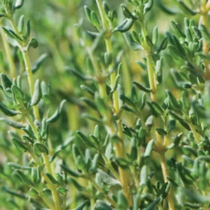 Thyme Herb Plant - 5" Height - Fresh Culinary & Medicinal Herb