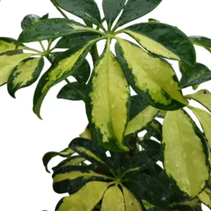 Trinette Arboricola Tree - Variegated Schefflera Plant - Yellow Umbrella Tree, 6-10 Inch Tall Houseplant