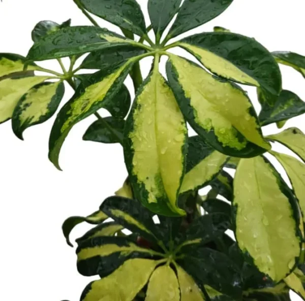 Trinette Arboricola Tree - Variegated Schefflera Plant - Yellow Umbrella Tree, 6-10 Inch Tall Houseplant