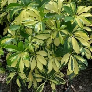 Trinette Variegated Schefflera Live Plant, 10-12 Inches Tall, Yellow Green Foliage, Umbrella Tree