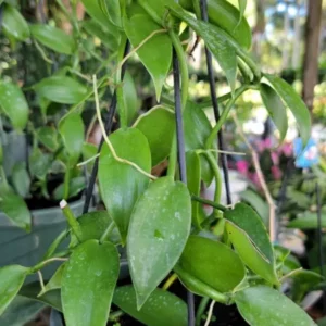 Vanilla Bean Orchid Live Plant - 10