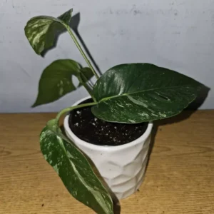 Variegated Albo Pothos Live Plant - 4