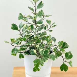 Variegated Ficus Triangularis Live Plant - 10 to 12