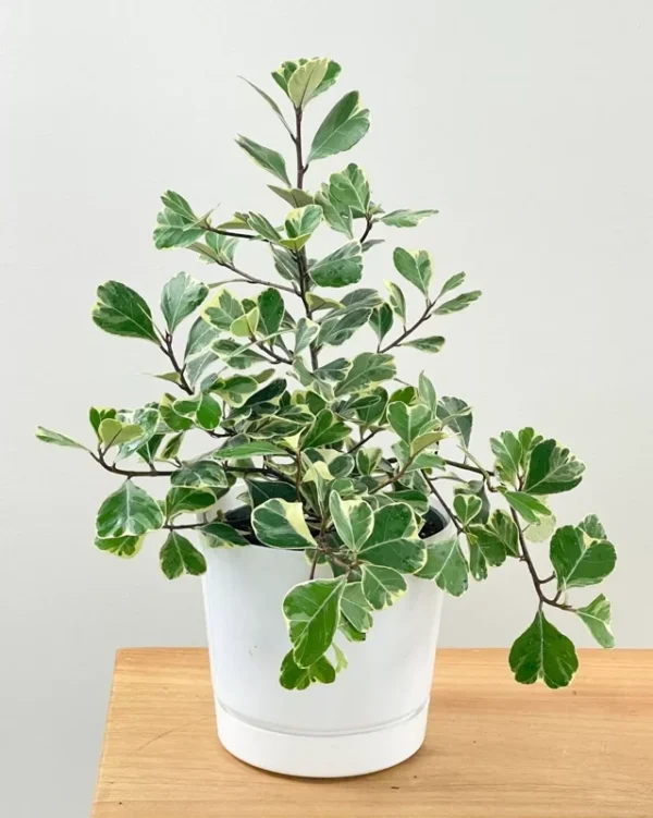 Variegated Ficus Triangularis Live Plant - 10 to 12" Tall, 4" Pot