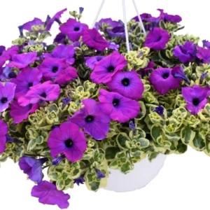 Variegated Lavender Grape Petunias Live Plants - 4 Inch Purple Seedling for Hanging & Trailing