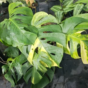 Variegated Monstera Aurea Rooted Cutting - 2 Leaves - Rare Yellow Variegation