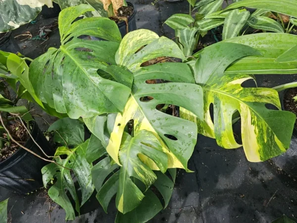 Variegated Monstera Aurea Rooted Cutting - 2 Leaves - Rare Yellow Variegation