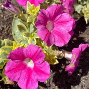 Variegated Pink Lemonade Petunias - 2 Live Plants