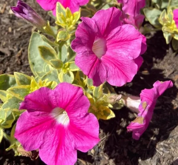 Variegated Pink Lemonade Petunias - 2 Live Plants