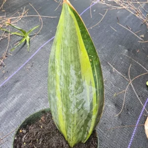 Variegated Sansevieria Masoniana - Whale Fin Snake Plant - 7-10 Inches - Bare Root