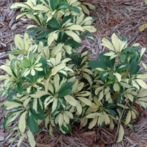 Variegated Schefflera Plant - Yellow Umbrella Tree -Trinette Schefflera Tree -Trinette Arboricola - 5-10 Inch Tall Houseplant