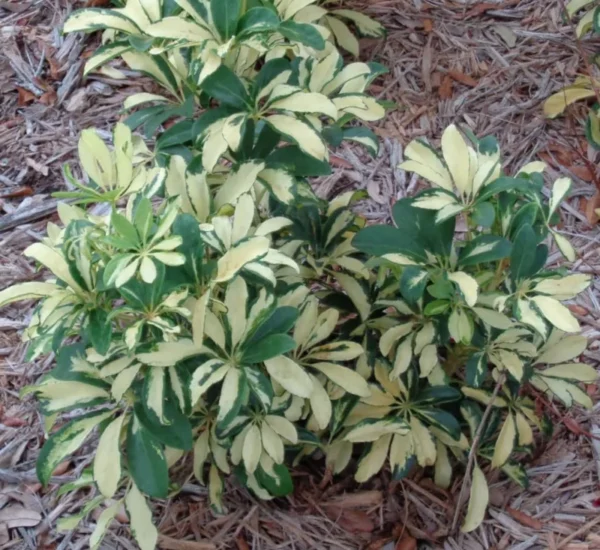 Variegated Schefflera Plant - Yellow Umbrella Tree -Trinette Schefflera Tree -Trinette Arboricola - 5-10 Inch Tall Houseplant