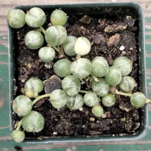 Variegated String of Pearls Succulent - 2