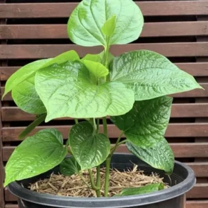 Vietnamese Organic Piper Lolot Plant 12