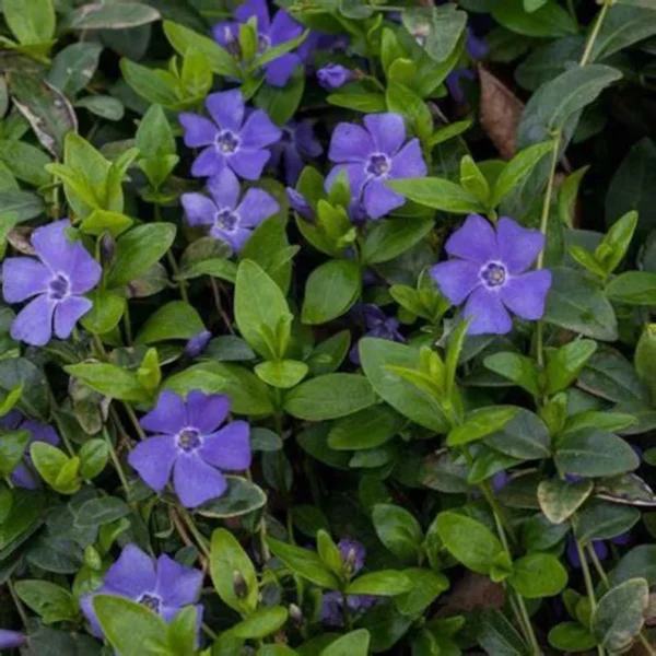 Vinca 'Bowles Cunningham' - Starter Plant - 4-6 Inch - Hardy Ground Cover