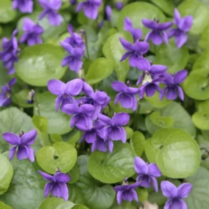 Viola Odorata Seeds - Common Blue Violet - 50 Seeds - Blue Violet - Outdoor/Indoor