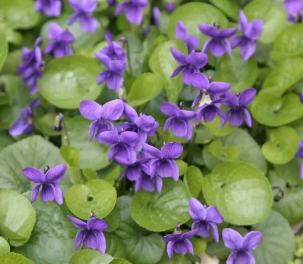 Viola Odorata Seeds - Common Blue Violet - 50 Seeds - Blue Violet - Outdoor/Indoor