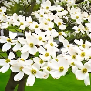 White Dogwood Bare-Root 1-2 Feet Tall | Stunning White Flowers, Buy One Get One Free