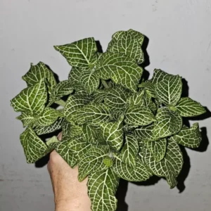 White Fittonia Live Plant 4” Pot Nerve Plant Stunning White Veins