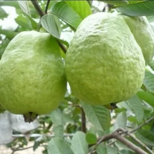 White Guava Plant - Live Sweet Guava Fruit Tree - Psidium Guajava 4-8 Inch - 3 Inch Pot