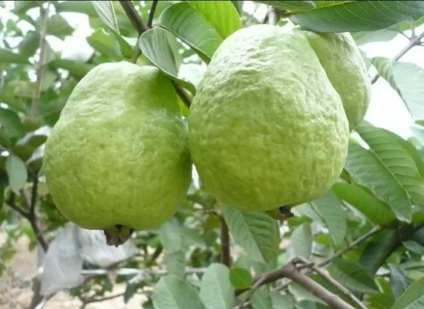 White Guava Plant - Live Sweet Guava Fruit Tree - Psidium Guajava 4-8 Inch - 3 Inch Pot